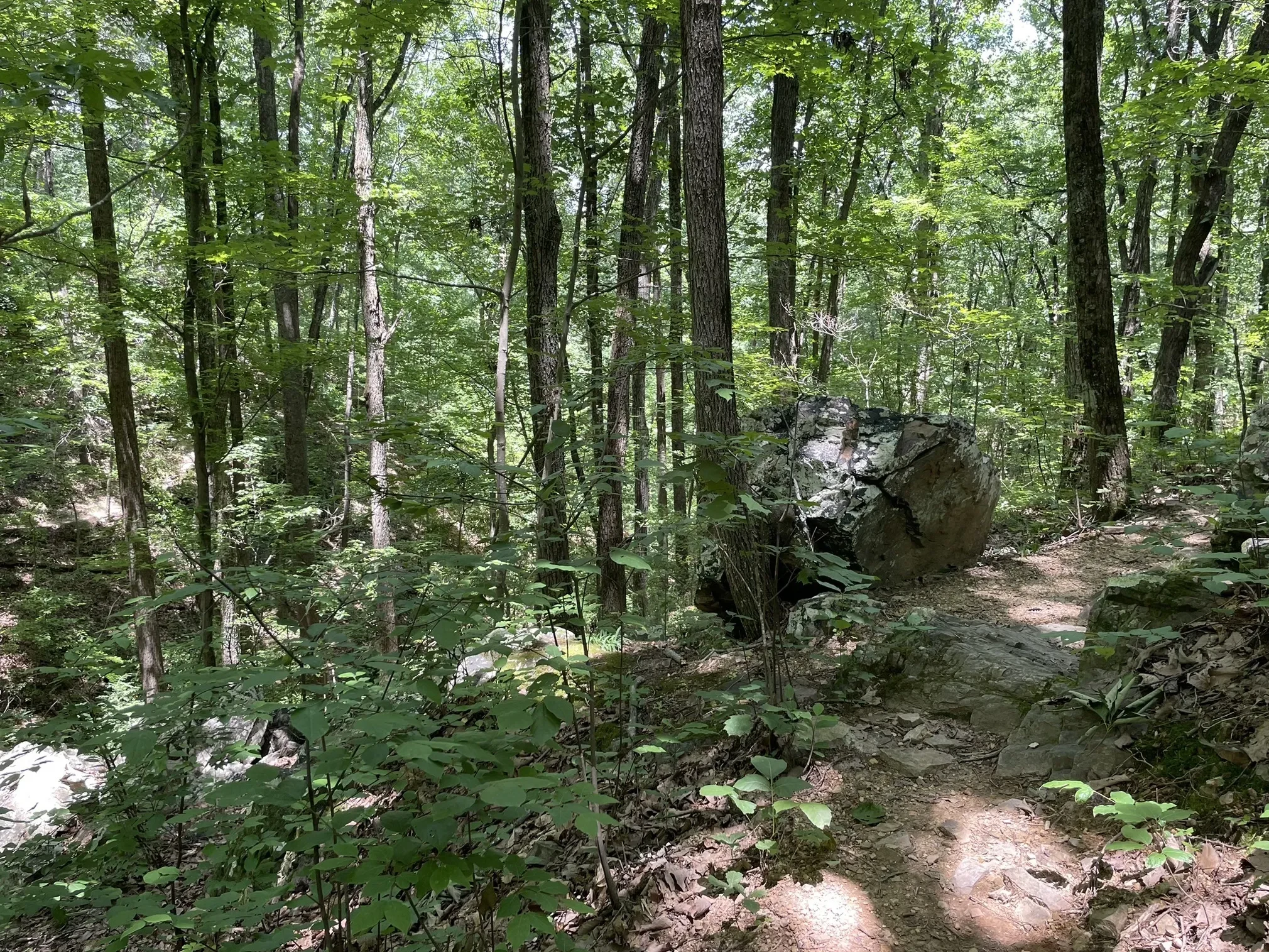 wooded pathway near Dalton, GA